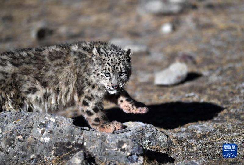 Tibet : un léopard des neiges relaché dans la nature