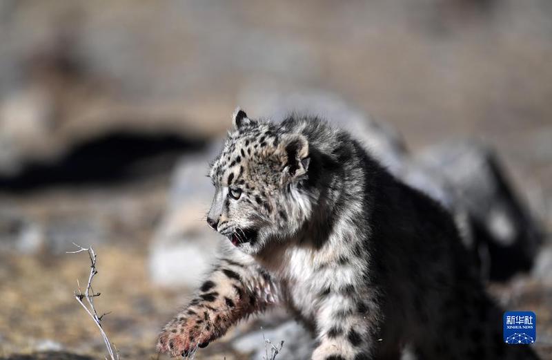 Tibet : un léopard des neiges relaché dans la nature