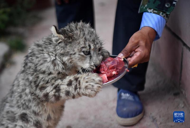 Tibet : un léopard des neiges relaché dans la nature