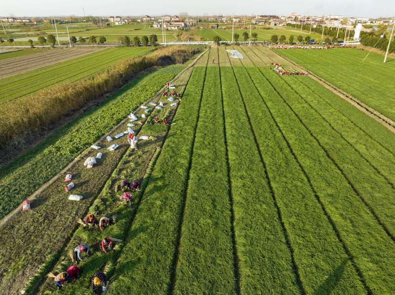 Jiangsu : des milliers de mu de plants d'oignons de Xinghua repiqués contre la vague de froid