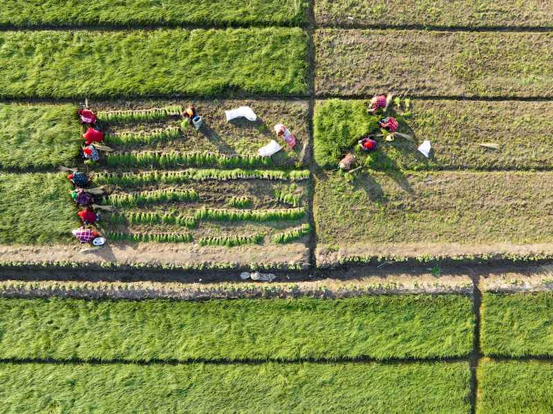 Jiangsu : des milliers de mu de plants d'oignons de Xinghua repiqués contre la vague de froid