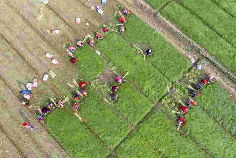 Jiangsu : des milliers de mu de plants d'oignons de Xinghua repiqués contre la vague de froid