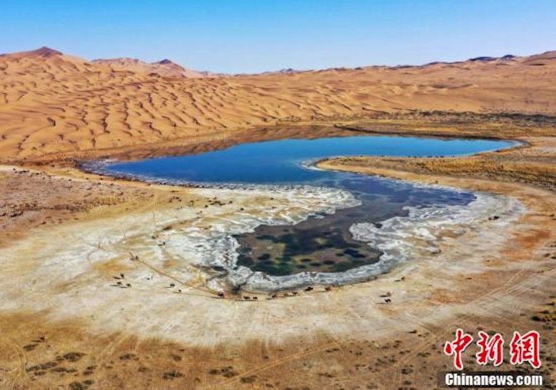 Mongolie intérieure : la transhumance hivernale de chameaux dans le désert de Badain Jaran vue du ciel