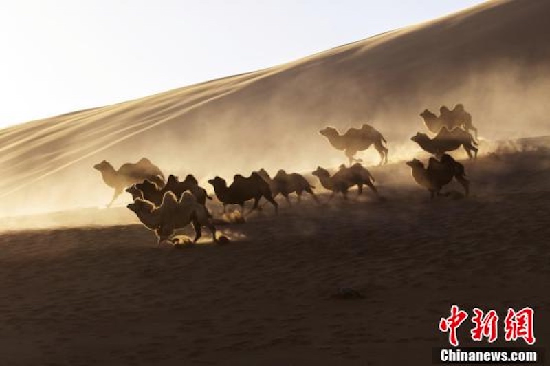 Mongolie intérieure : la transhumance hivernale de chameaux dans le désert de Badain Jaran vue du ciel