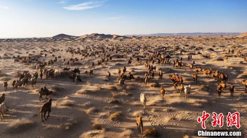 Mongolie intérieure : la transhumance hivernale de chameaux dans le désert de Badain Jaran vue du ciel