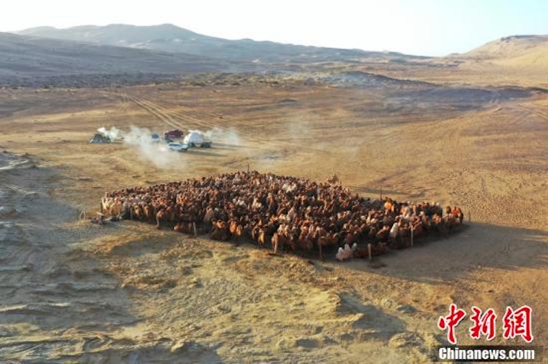 Mongolie intérieure : la transhumance hivernale de chameaux dans le désert de Badain Jaran vue du ciel