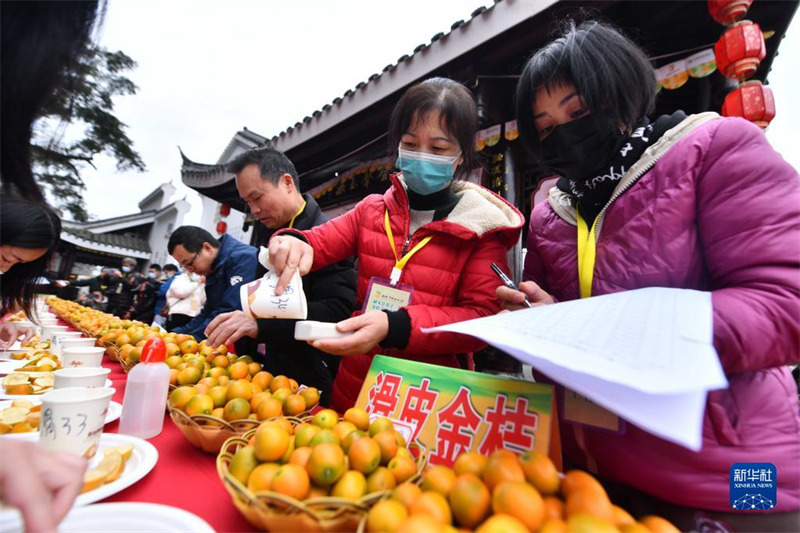 Guangxi : Rong'an sélectionne le ? Roi des kumquats ? pour aider à revitaliser l'industrie