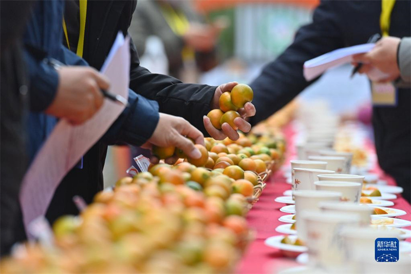 Guangxi : Rong'an sélectionne le ? Roi des kumquats ? pour aider à revitaliser l'industrie