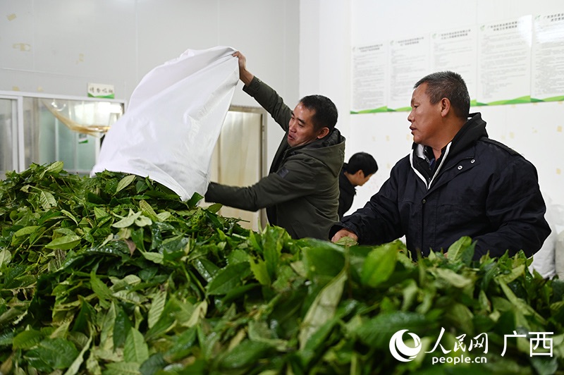 Guangxi : à la découverte du processus de transformation du thé de Liubao