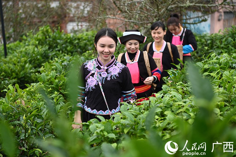 Guangxi : à la découverte du processus de transformation du thé de Liubao