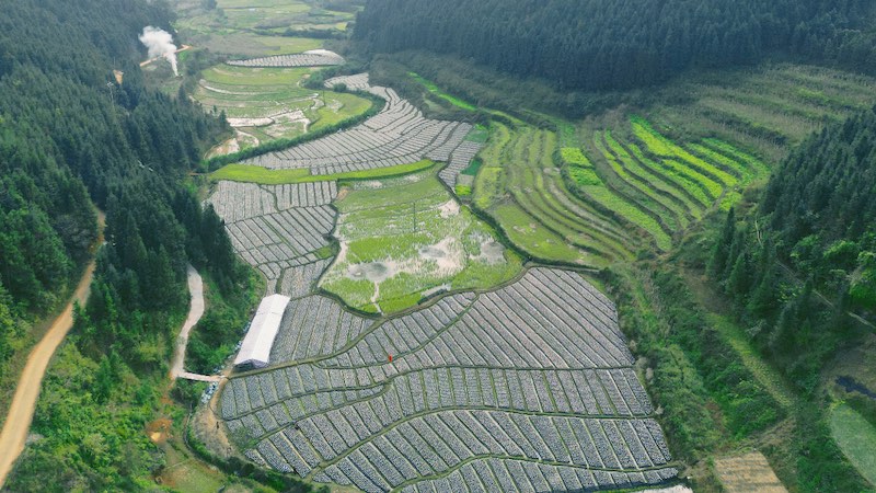 Guangxi : la culture des champignons noirs sur les champs libres en hiver permettent de ? paver ? de riches routes à Longlin