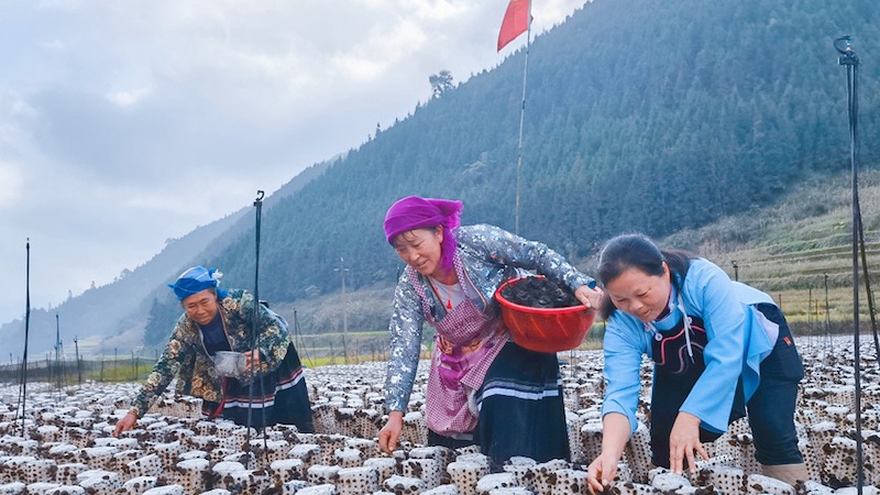 Guangxi : la culture des champignons noirs sur les champs libres en hiver permettent de ? paver ? de riches routes à Longlin