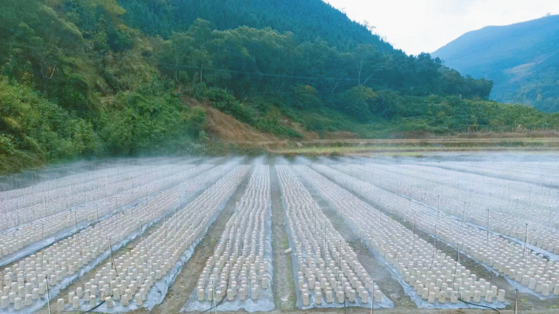 Guangxi : la culture des champignons noirs sur les champs libres en hiver permettent de ? paver ? de riches routes à Longlin