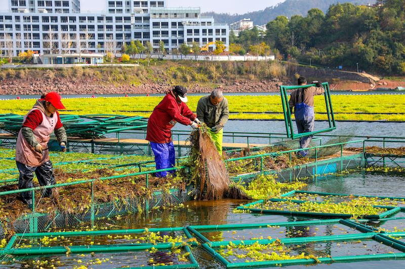 Zhejiang : un potager sur l'eau occupé par la ? préparation de la terre ? à Chun'an