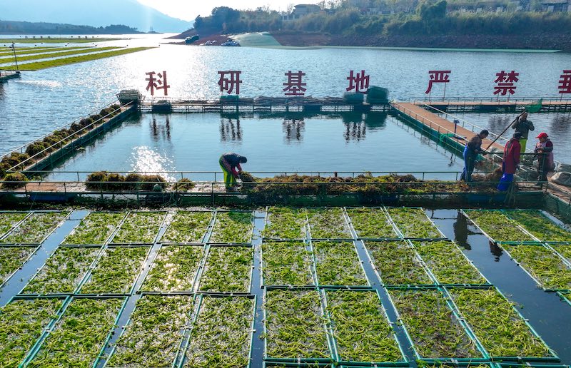 Zhejiang : un potager sur l'eau occupé par la ? préparation de la terre ? à Chun'an