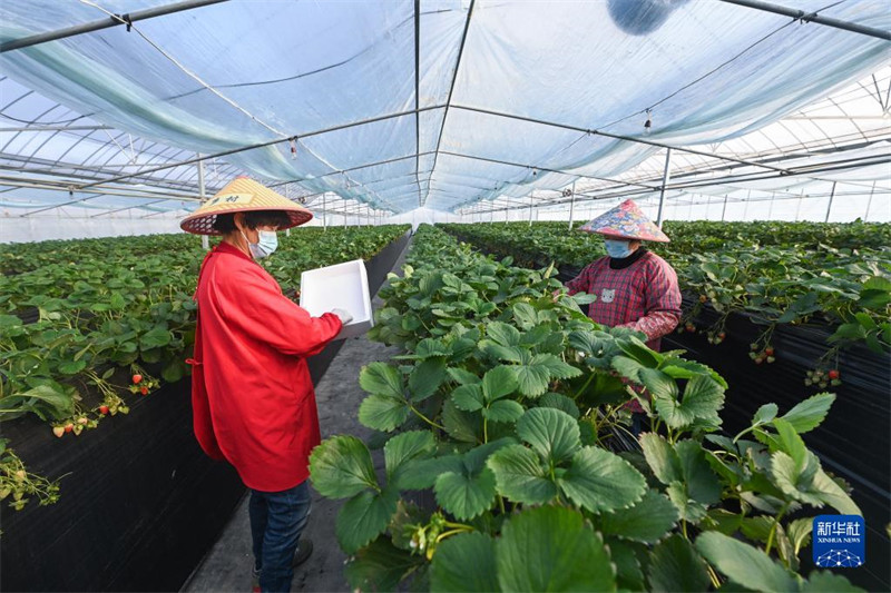 Zhejiang : des entreprises de premier plan encouragent la modernisation de l'industrie de la fraise, aidant les gens à s'enrichir