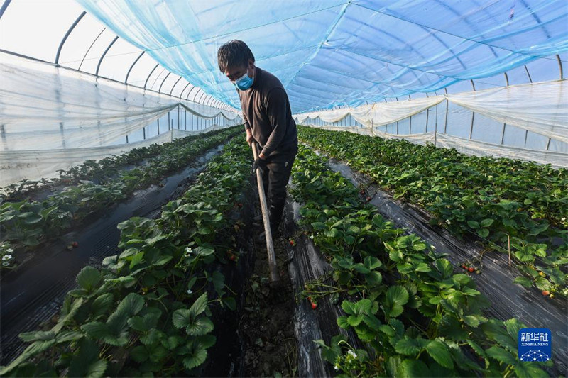 Zhejiang : des entreprises de premier plan encouragent la modernisation de l'industrie de la fraise, aidant les gens à s'enrichir