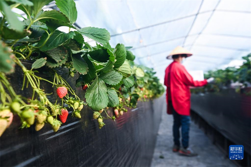 Zhejiang : des entreprises de premier plan encouragent la modernisation de l'industrie de la fraise, aidant les gens à s'enrichir