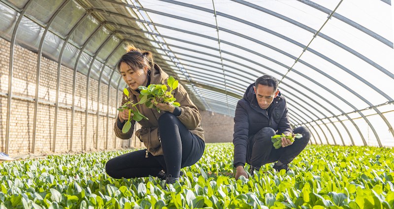 Gansu : les légumes de serre hors saison stimulent la revitalisation rurale à Pingliang