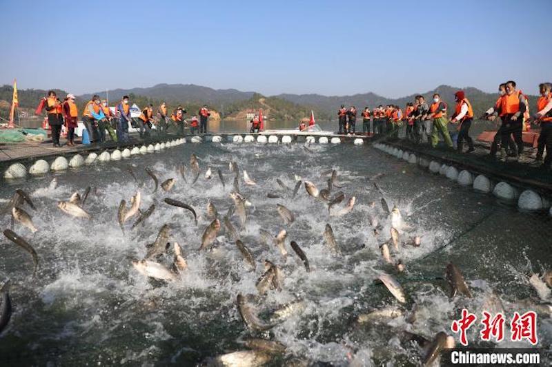 Jiangxi : le village de pêcheurs de Wan'an occupé de la pêche d'hiver et du ? séchage hivernal ? pendant le Solstice d'hiver