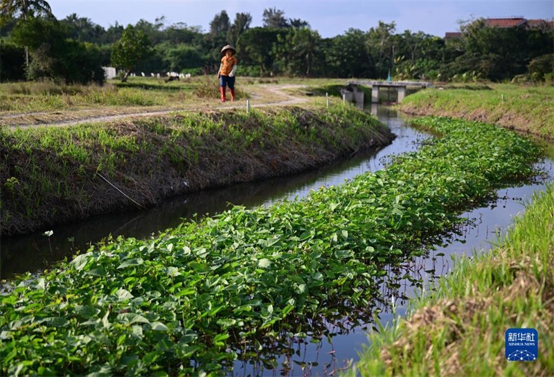 Hainan : construire des ? ?les flottantes écologiques ? pour améliorer la qualité de l'eau de la rivière à Wenchang