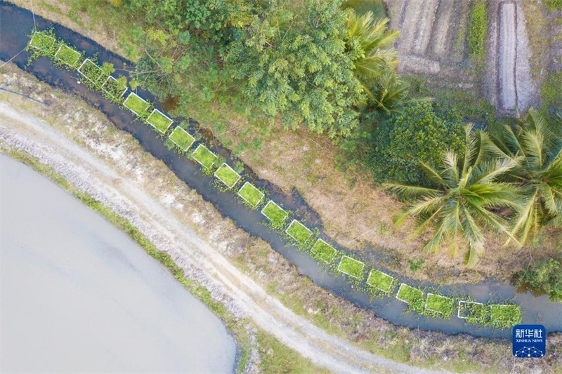 Hainan : construire des ? ?les flottantes écologiques ? pour améliorer la qualité de l'eau de la rivière à Wenchang