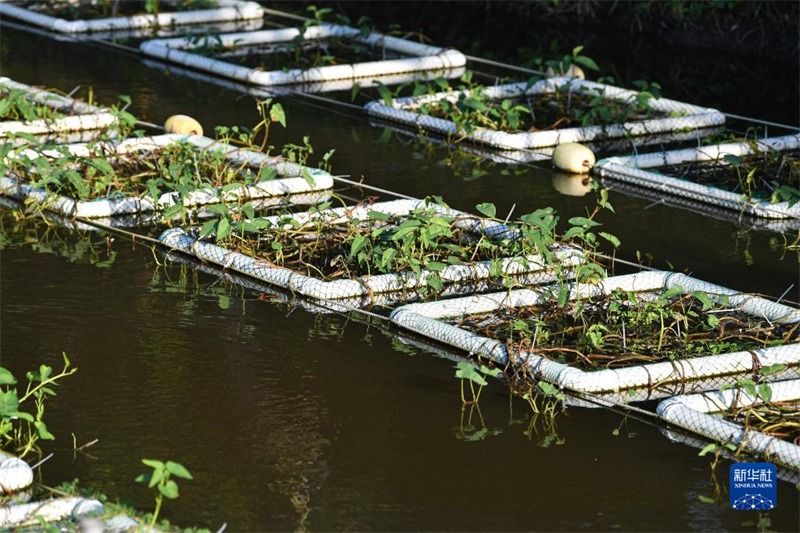 Hainan : construire des ? ?les flottantes écologiques ? pour améliorer la qualité de l'eau de la rivière à Wenchang