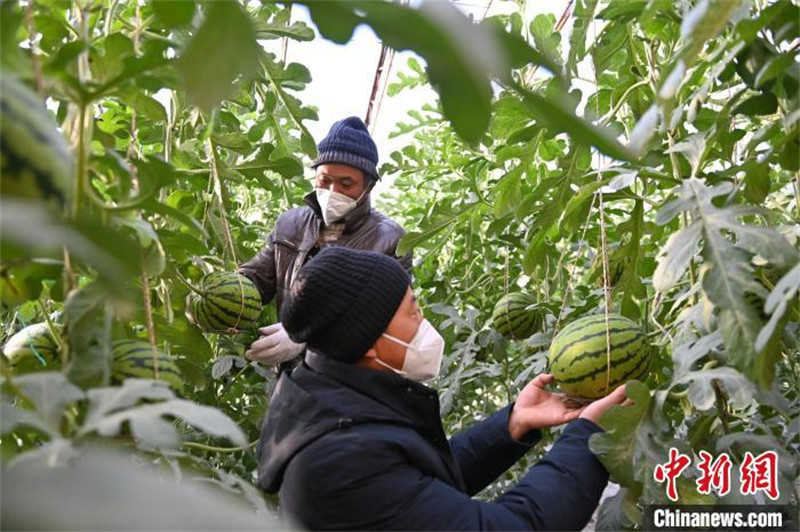 Gansu : à la découverte de ? l'agriculture intelligente ? à Wuwei où la science et la technologie aident les pastèques d'hiver