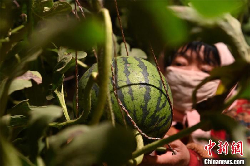 Gansu : à la découverte de ? l'agriculture intelligente ? à Wuwei où la science et la technologie aident les pastèques d'hiver