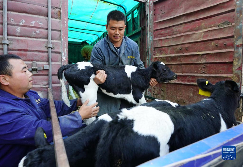 Hebei : un étudiant retourne dans sa ville natale pour créer une entreprise d'élevage de bétail afin d'amener les masses à la prospérité à Xinhe