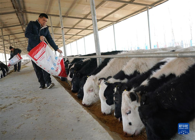 Hebei : un étudiant retourne dans sa ville natale pour créer une entreprise d'élevage de bétail afin d'amener les masses à la prospérité à Xinhe