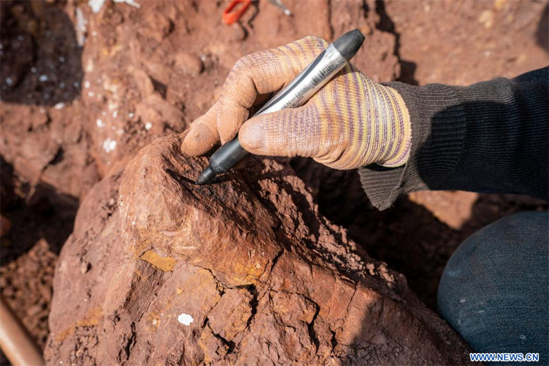 Chine : des fossiles de dinosaures découverts dans le Yunnan