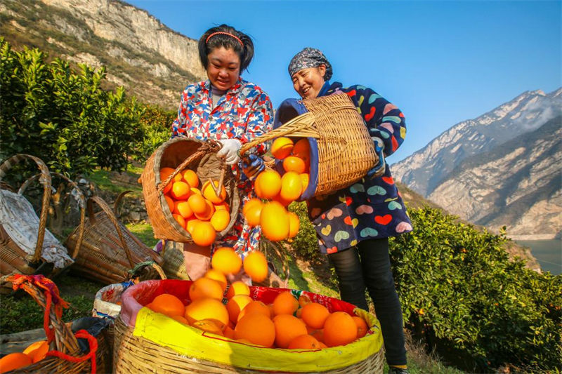 Hubei : les oranges d'hiver récoltées pour approvisionner le marché à Zigui