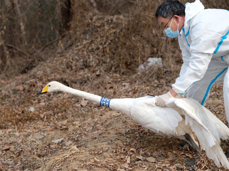 Henan : 50 cygnes blancs de Sanmenxia ont obtenu leur carte d'identité