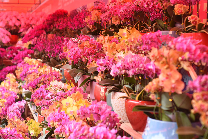 Guangdong : le marché aux fleurs de la Fête du Printemps 2023 de Shenzhen s'ouvre en fanfare