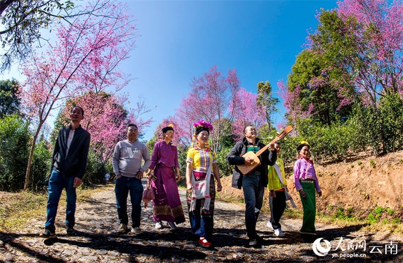 Yunnan : dix mille mu de cerisiers d'hiver fleurissent sur le mont Jingmai, comme un spectacle de nuages parfait