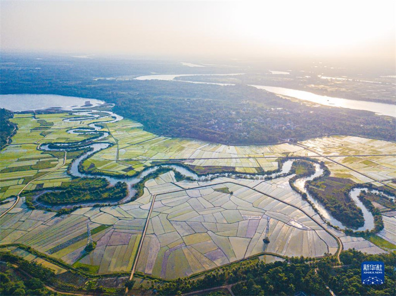 Hainan : début de la plantation de printemps dans la zone humide des 36 Quxi de Haikou