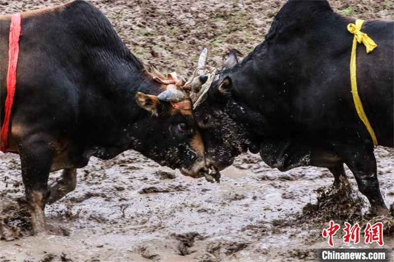 Zhejiang : un spectacle de tauromachie millénaire organisé pour célébrer la Fête des Lanternes dans le district de Wucheng