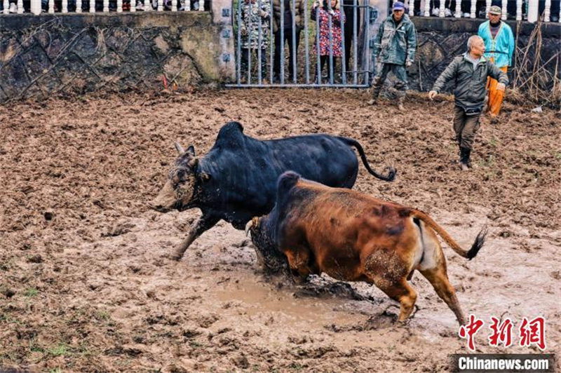 Zhejiang : un spectacle de tauromachie millénaire organisé pour célébrer la Fête des Lanternes dans le district de Wucheng