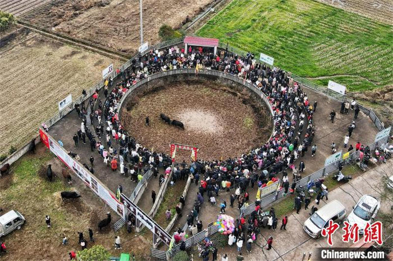 Zhejiang : un spectacle de tauromachie millénaire organisé pour célébrer la Fête des Lanternes dans le district de Wucheng