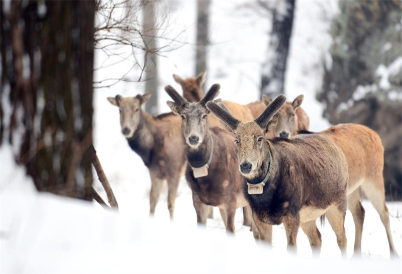 Mongolie intérieure : les élans s'amusent dans la neige de printemps