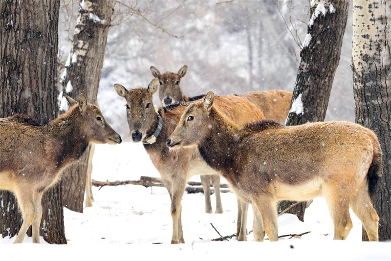 Mongolie intérieure : les élans s'amusent dans la neige de printemps