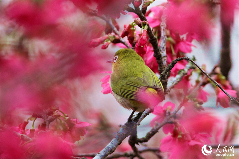 Fujian : des centaines de fleurs s'épanouissent, des centaines d'oiseaux virevoltent à Xiamen