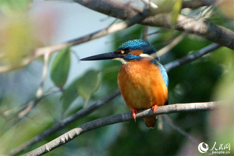 Fujian : des centaines de fleurs s'épanouissent, des centaines d'oiseaux virevoltent à Xiamen