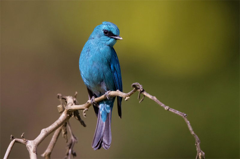 Fujian : des centaines de fleurs s'épanouissent, des centaines d'oiseaux virevoltent à Xiamen