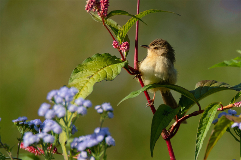 Fujian : des centaines de fleurs s'épanouissent, des centaines d'oiseaux virevoltent à Xiamen