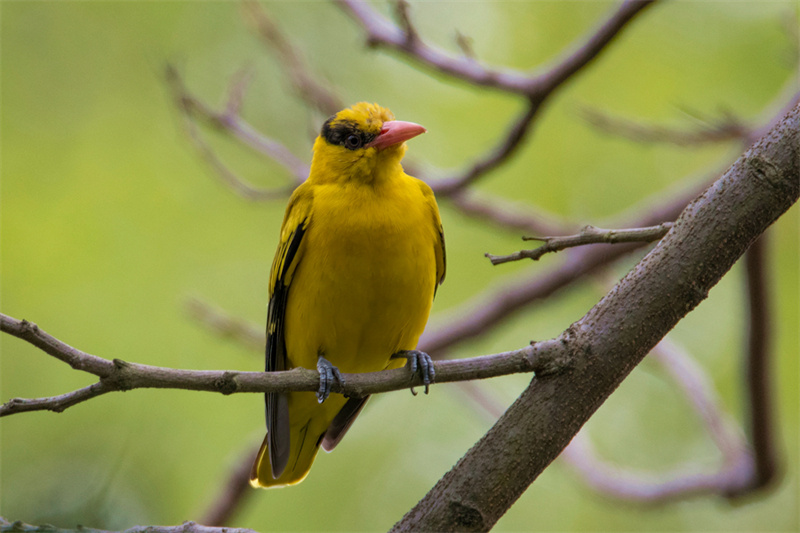 Fujian : des centaines de fleurs s'épanouissent, des centaines d'oiseaux virevoltent à Xiamen