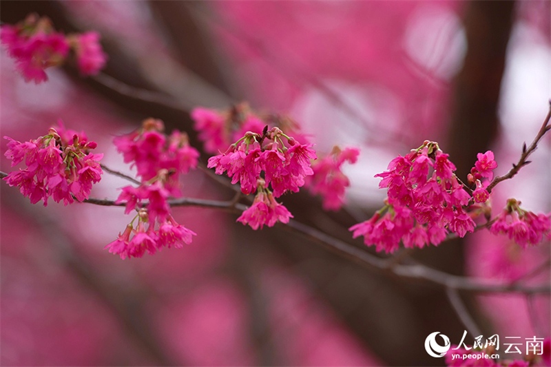 Yunnan : un écran plein de rose romantique ! Des milliers de mu de cerisiers fleurissent comme des nuages