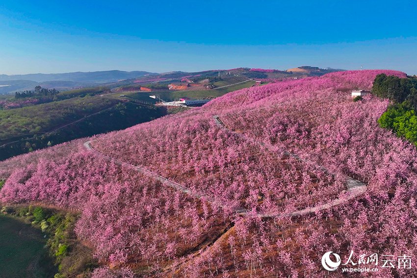 Yunnan : un écran plein de rose romantique ! Des milliers de mu de cerisiers fleurissent comme des nuages