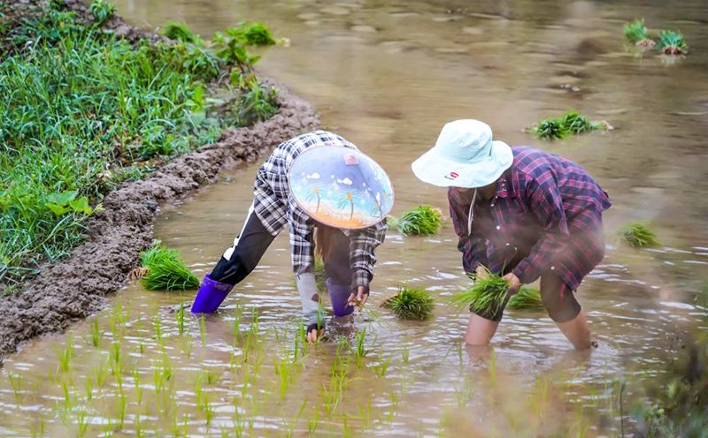 Hainan : les champs en terrasses de Yahu à Wuzhishan décorés pour le printemps, les agriculteurs occupés en joie